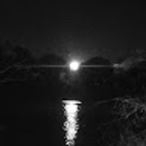 Meet your Posher, Lyla - Picture 1 of 1